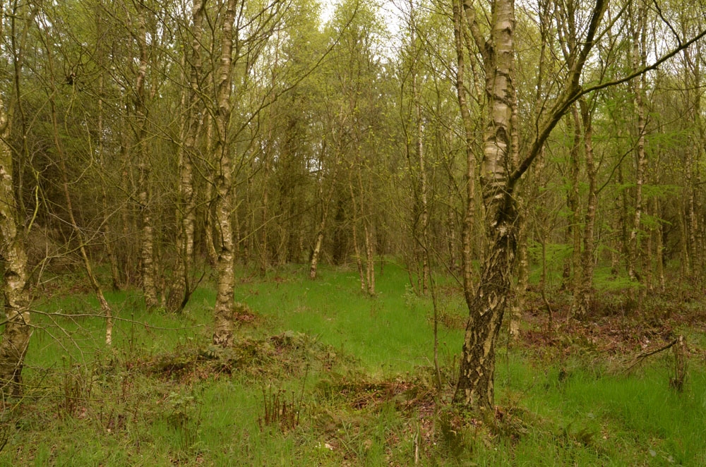 Grass covered clearing