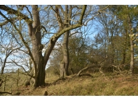 Wharton Wood - SOLD