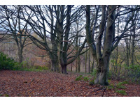 Whinney Wood - SOLD