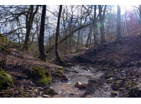 Whitaker Wood