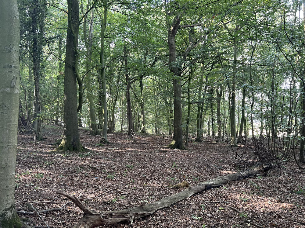 Long views beneath the high canopy