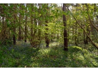 Woodhouse Plantation - SOLD