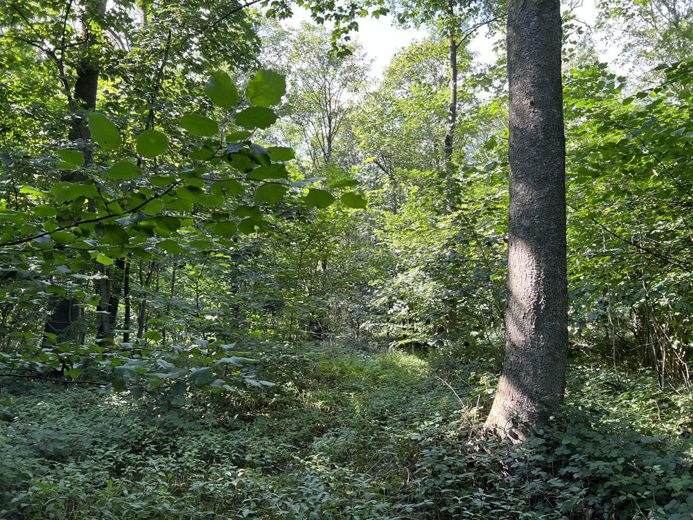 Dappled sunlight filtering through to the woodland floor.