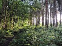 Wulfbert Wood - SOLD