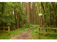 Yaff Wood - SOLD