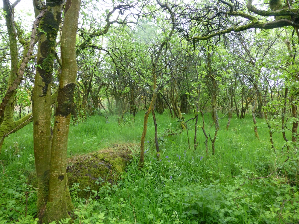 Blackthorn Scrub and Bluebells