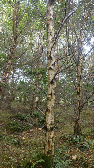 Birch bark, becoming characterful with age