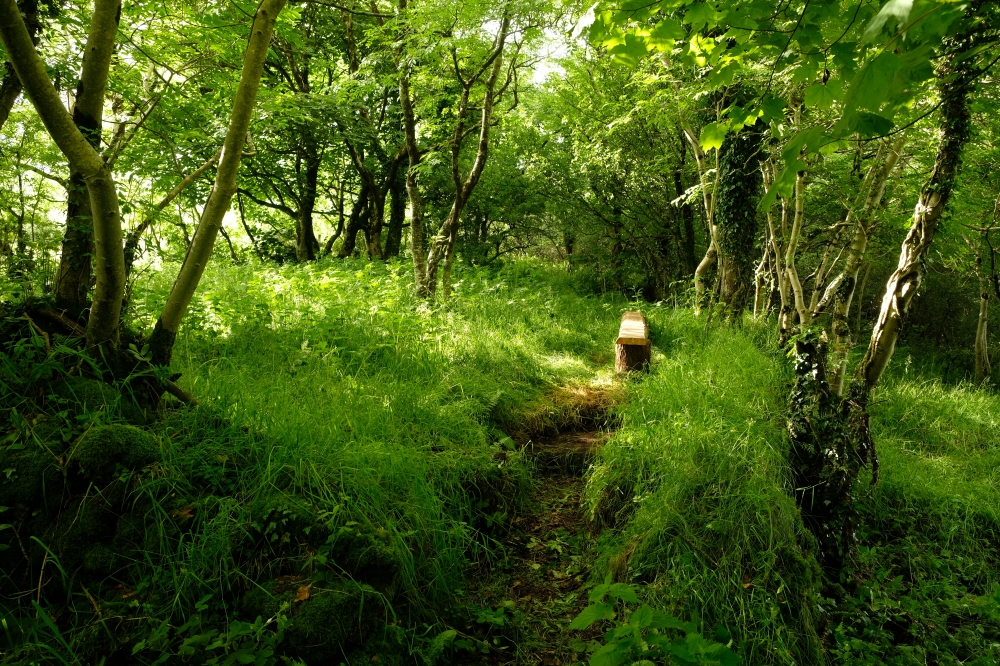 Path to bench