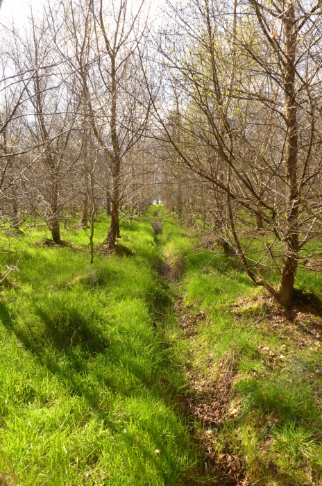 Airy birch woodland