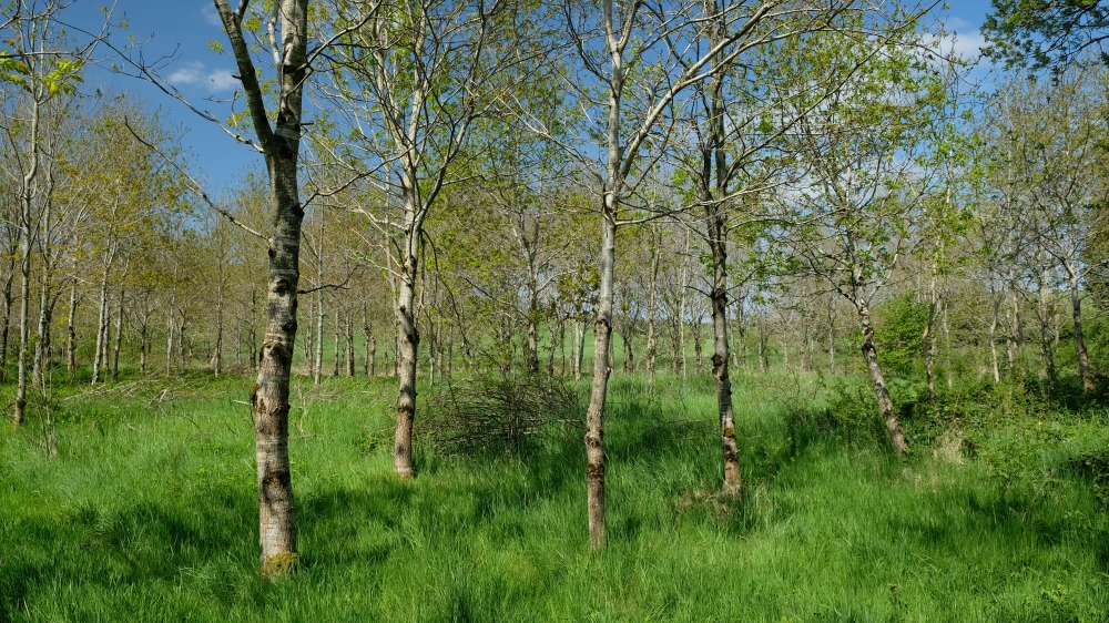 Airy Woodland