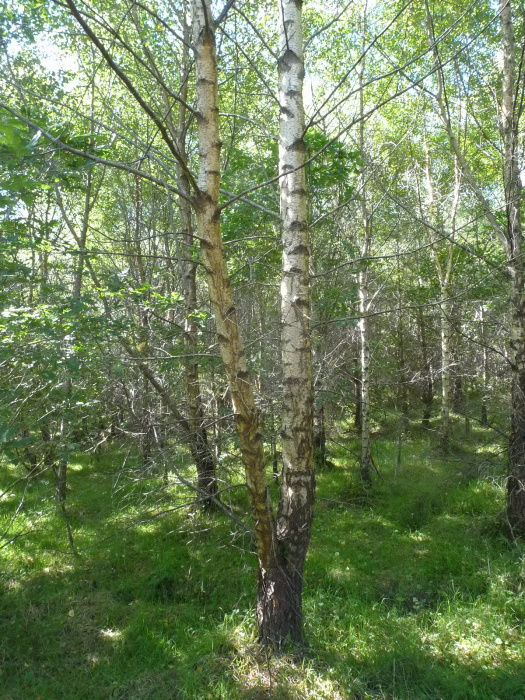 Silver birch