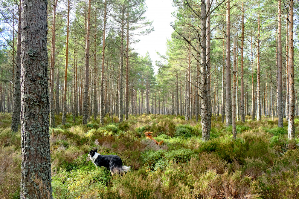 Woodlands for sale in Northern Scotland Woodlands.co.uk