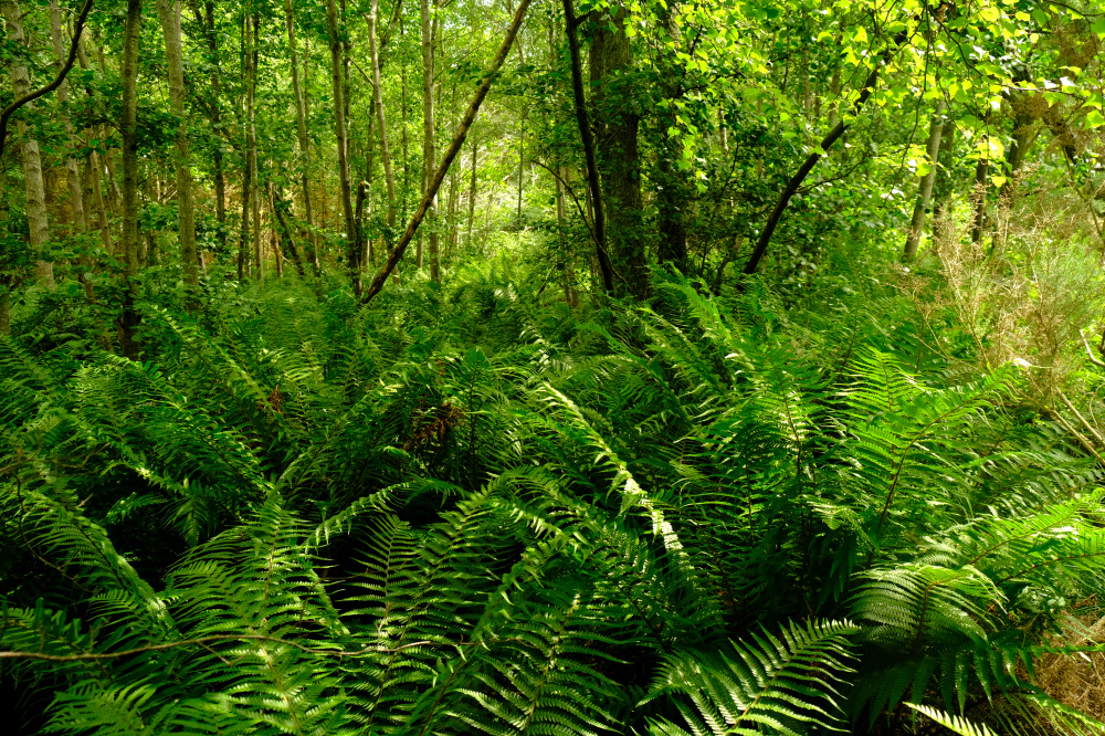 Abergairn Wood Particulars