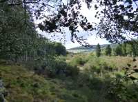 Adare Wood - SOLD
