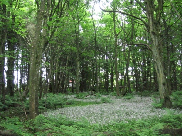 Wild flower carpet amid ferns