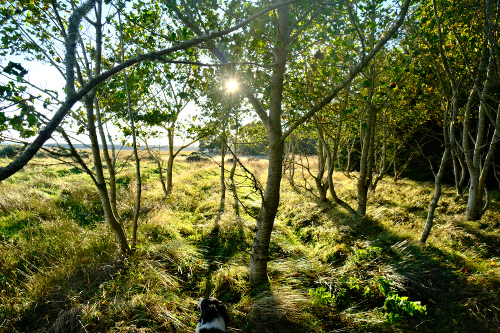 Shelter amongst the trees