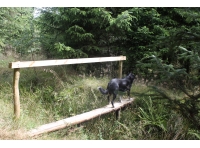 Beche Wood