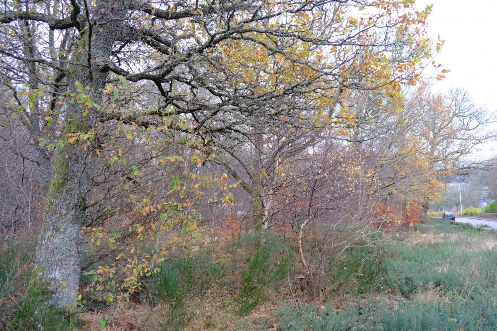 Roadsign oak trees