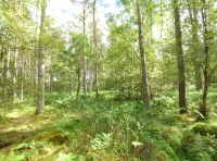 Breth Wood - SOLD