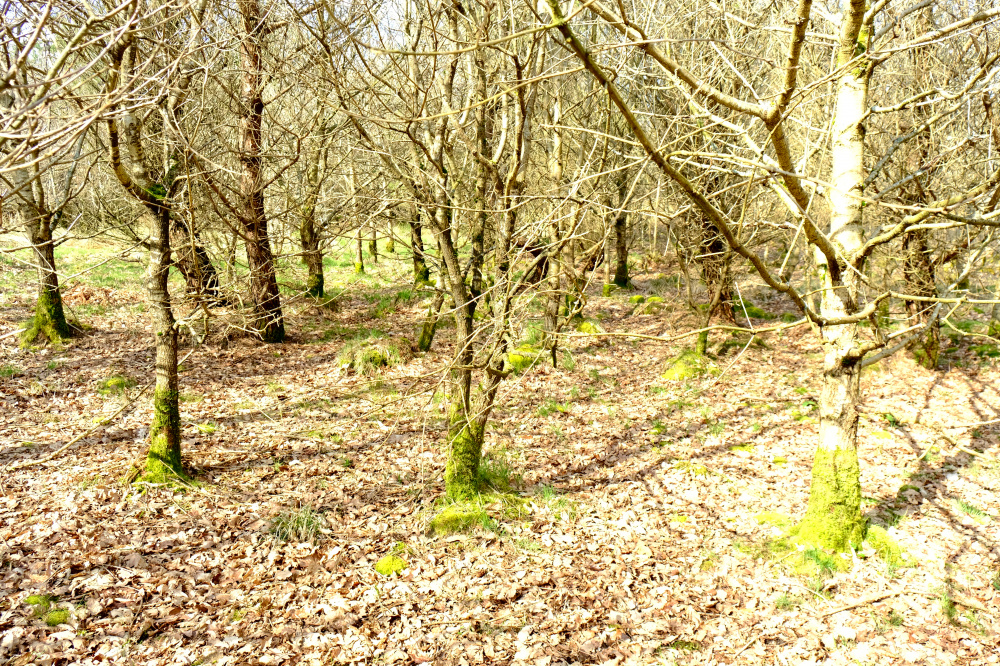 Oak