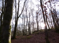 Bridge Of Ross Wood