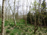 Conall Wood