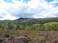Corbie Wood
