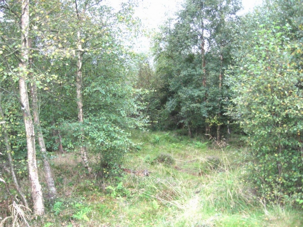 Open birch area