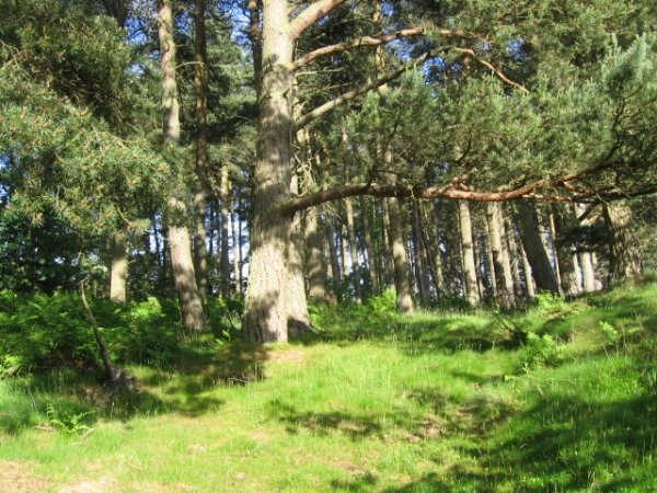 Scots pine nature trail