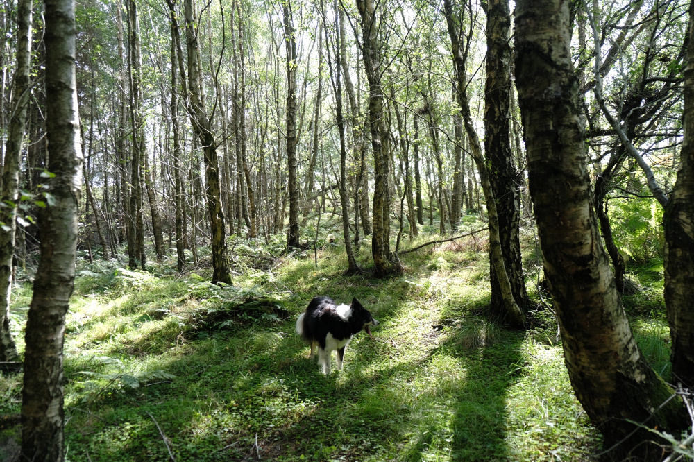 Walk in the woods