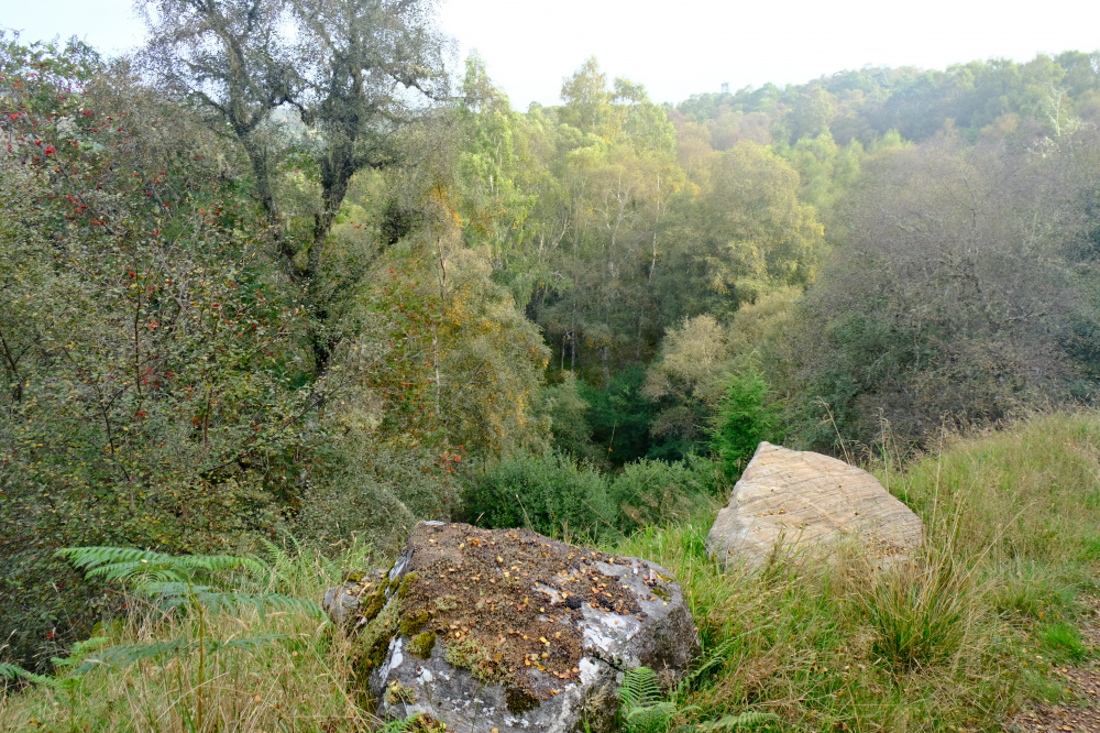 Down into the wood