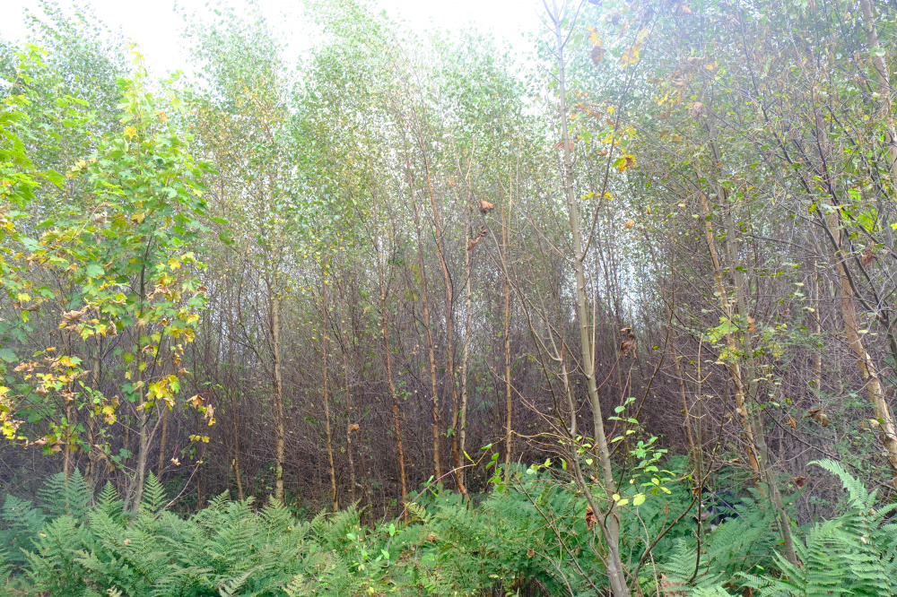 Birch thicket