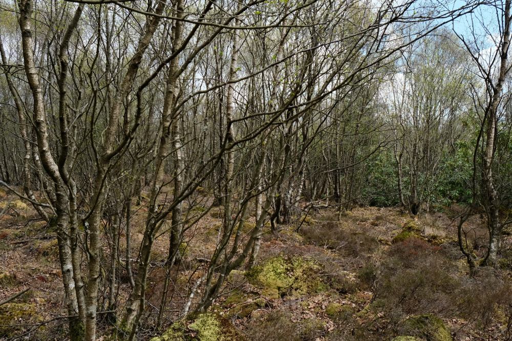 Moss and birch