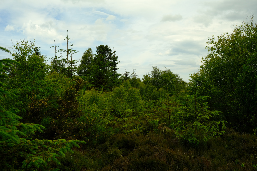 Young regenerating wood