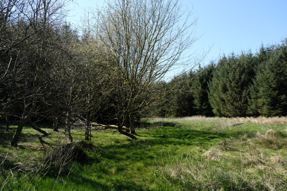 Plenty of open area