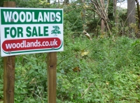 Elm Tree Wood