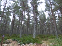 Gabhean Wood - SOLD