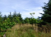 Garan Wood - SOLD