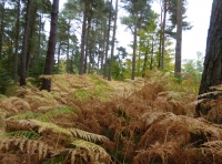 Highland Bank Wood - SOLD