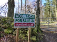 Inu Wood - SOLD
