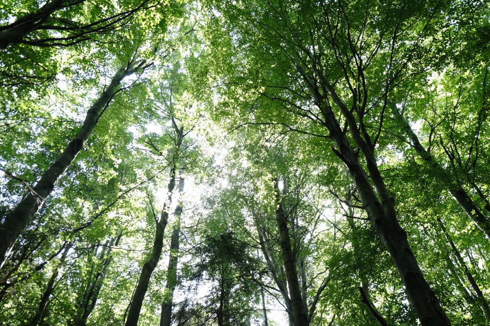 Healthy vibrant trees