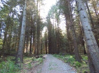 Kallan Wood - SOLD