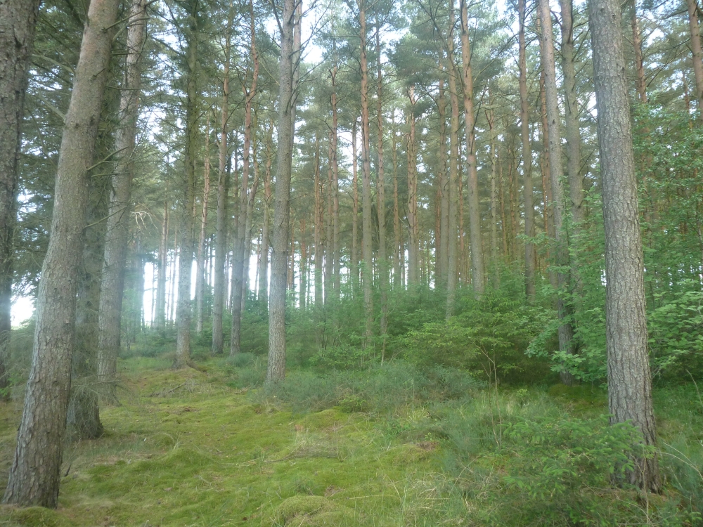 Knightland Wood Huntley Aberdeenshire Woodlands.co.uk
