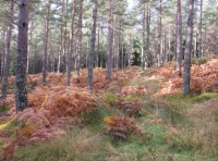 Leathan Wood - SOLD