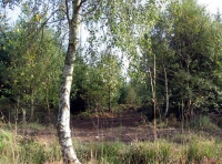 Lournie Wood