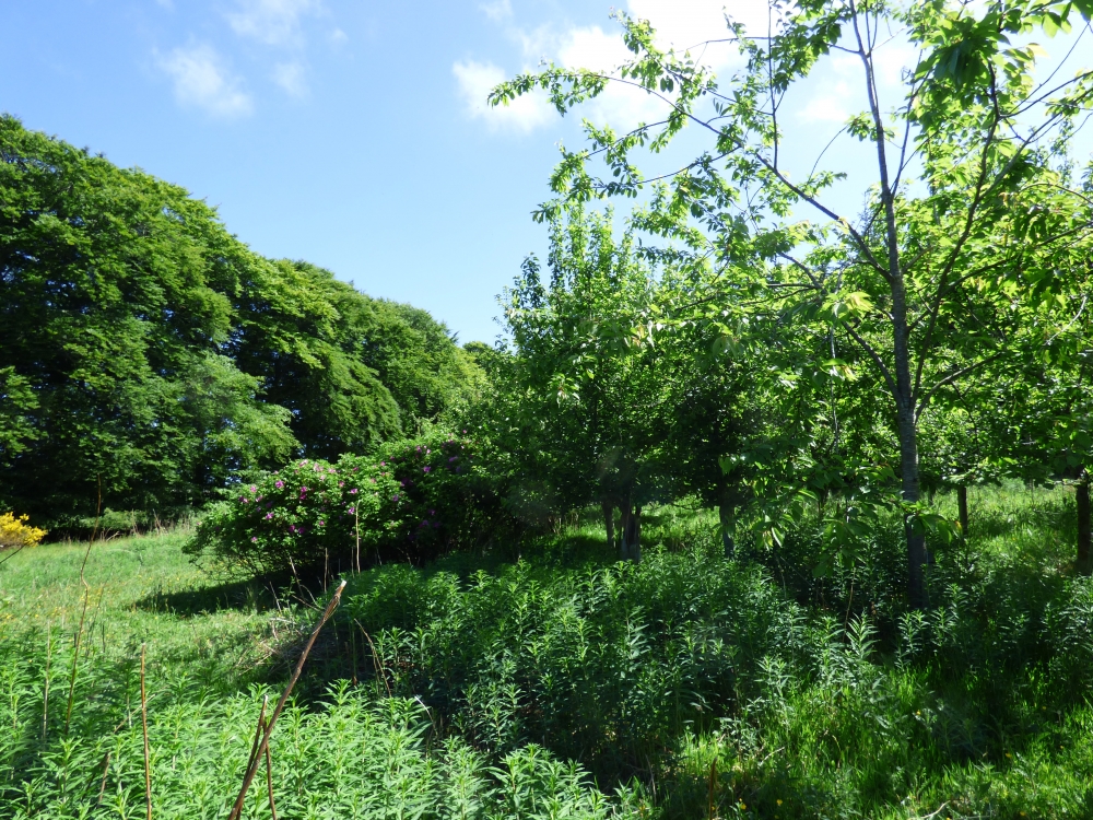 Young deciduous planting