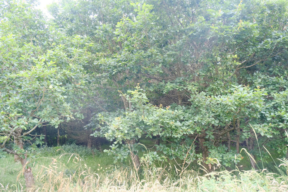Oak copse