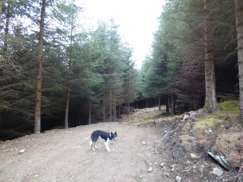 Manas Wood Sold Dunalastair Kinloch Rannoch Perth Kinross Woodlands Co Uk