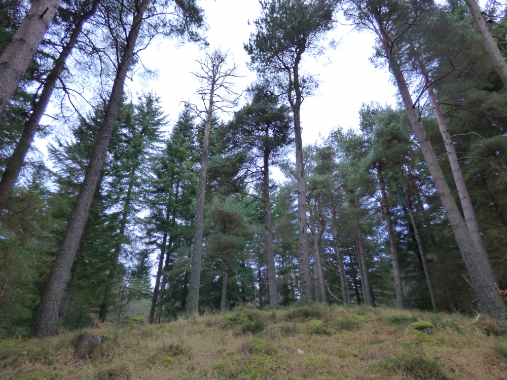 Mature Scots pine