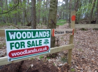 Oisian Wood - SOLD